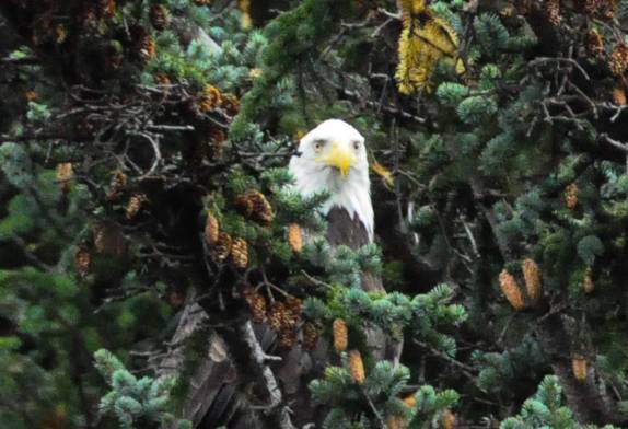 Encontro com as incríveis Bald Eagles,pássaro-símbolo dos EUA,  em Haines, no sudeste do Alaska
